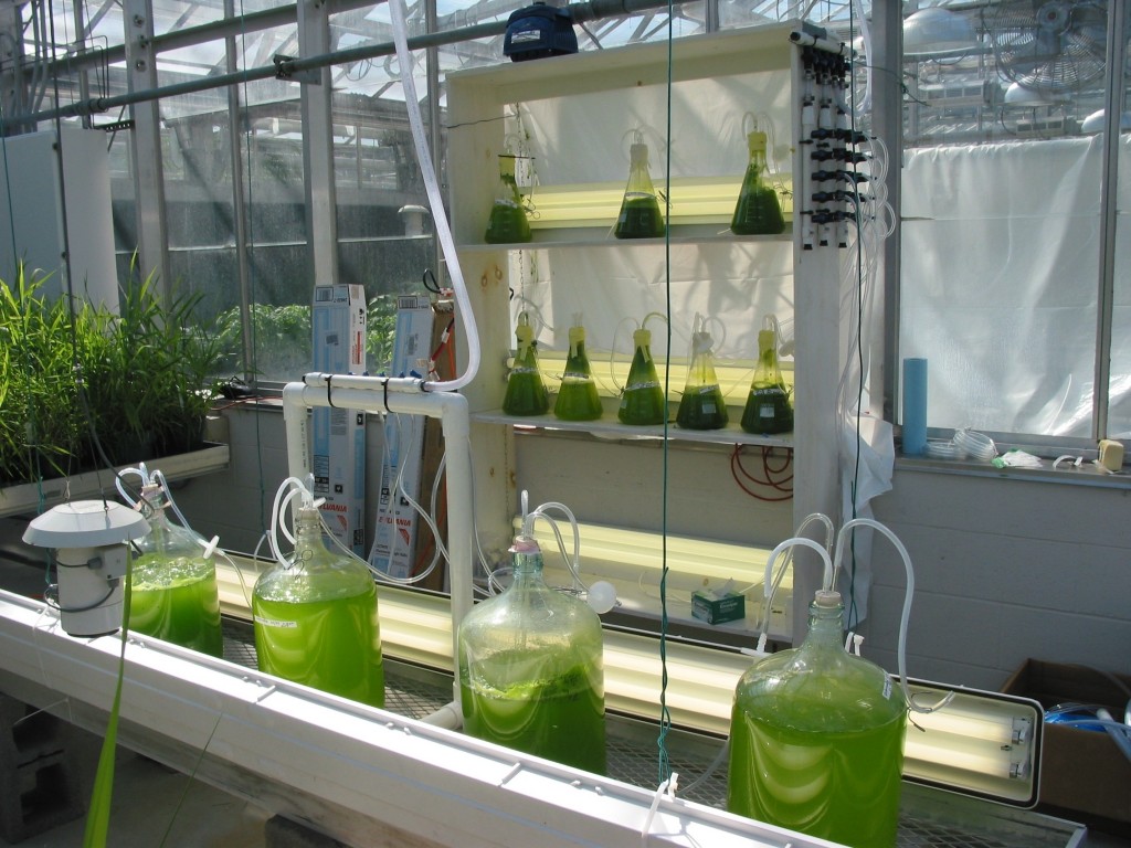 Альтернативное топливо - Химические испытания в биотопливе - Испытания с одним элементом