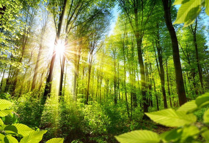 &Ccedil;evresel İzin ve Yeterlilik Hizmetleri