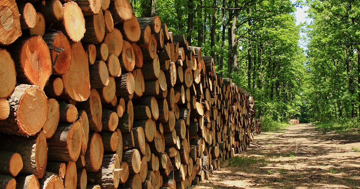 تتبع الأخشاب والشرعية - شهادة إدارة الغابات