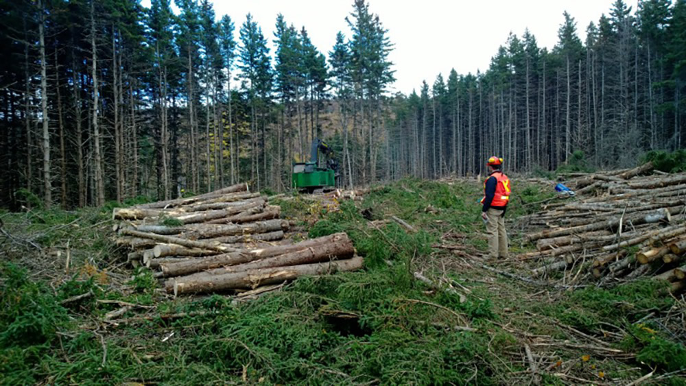 Отслеживание древесины и законность - Национальное управление лесным хозяйством