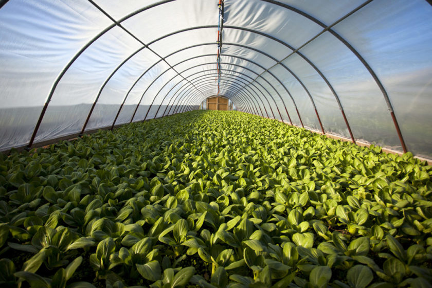 Tarımsal &Uuml;r&uuml;nler - Hassas &Uuml;r&uuml;nler - Kirleticiler