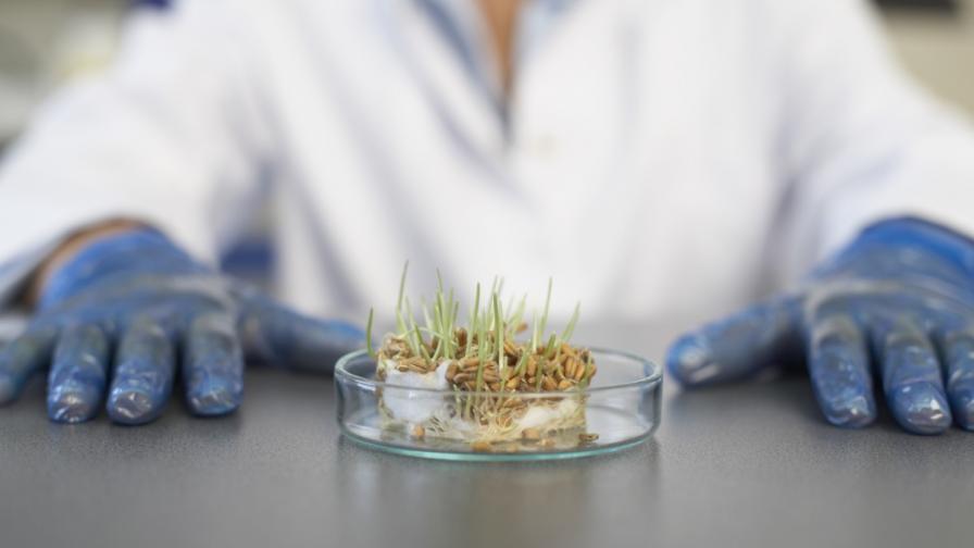 Tarımsal &Uuml;r&uuml;nler - Tahıllar ve Yağlı Tohumlar - GDO Analizi