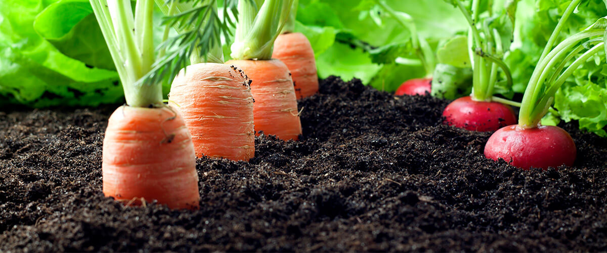 Tarımsal &Uuml;r&uuml;nler - Taze &Uuml;r&uuml;nler - Mikrobiyal Analiz